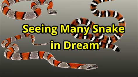 snake dream number